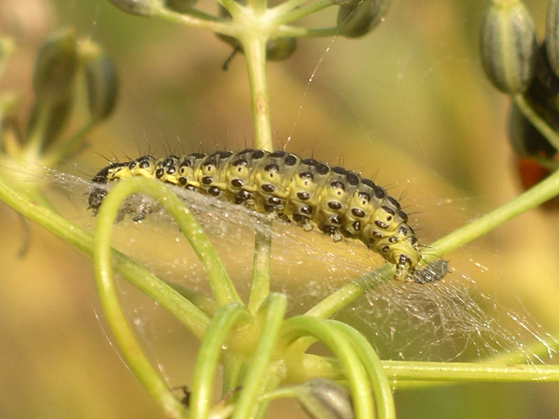 Bruco  da identificare - Sitochroa palealis